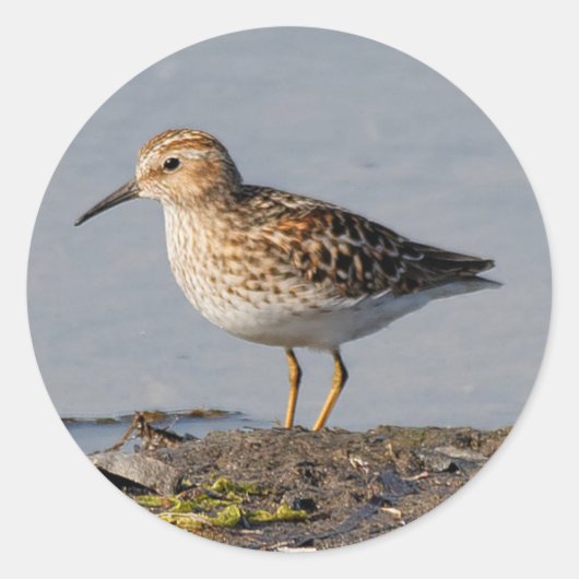 Minste Sandpiper bij lage temperatuur Ronde Sticker (Voorkant)