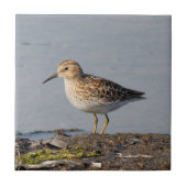 Minste Sandpiper bij lage temperatuur Tegeltje (Voorkant)
