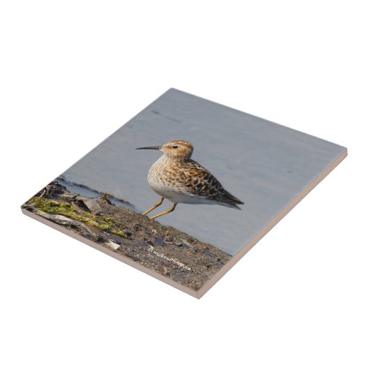 Minste Sandpiper bij lage temperatuur Tegeltje (Zijkant)