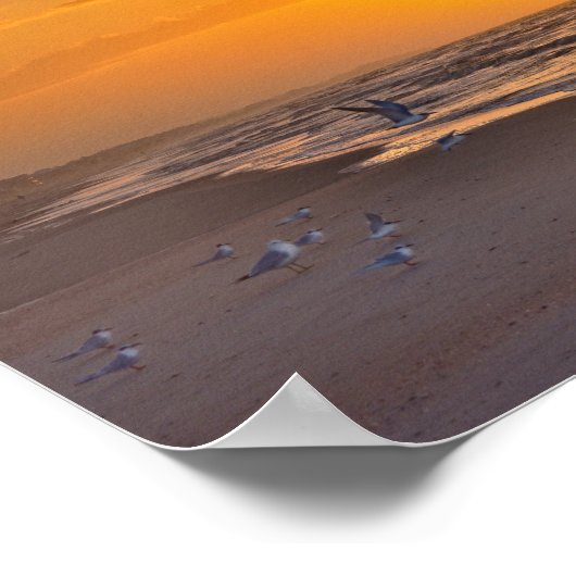 Minstens Terns op het strand, Money Bayou Beach, F Poster (Hoek)
