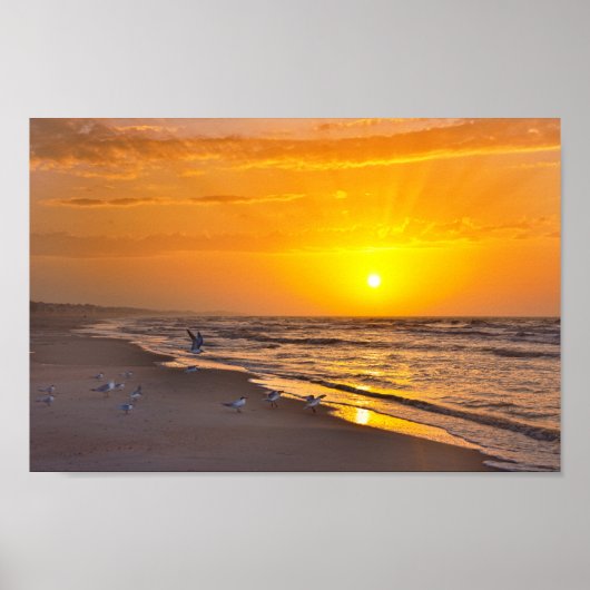Minstens Terns op het strand, Money Bayou Beach, F Poster (Voorkant)
