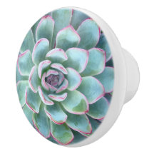 Mint cyaan vetplanten Echeveria