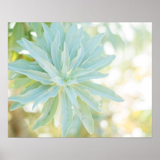 Mint Green Succulent Cactus Flower Natuur Fine Art Poster (Voorkant)