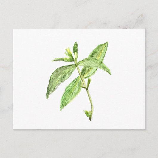 Mint herb briefkaart (Voorkant)