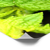 Mint Leaf poster (Hoek)
