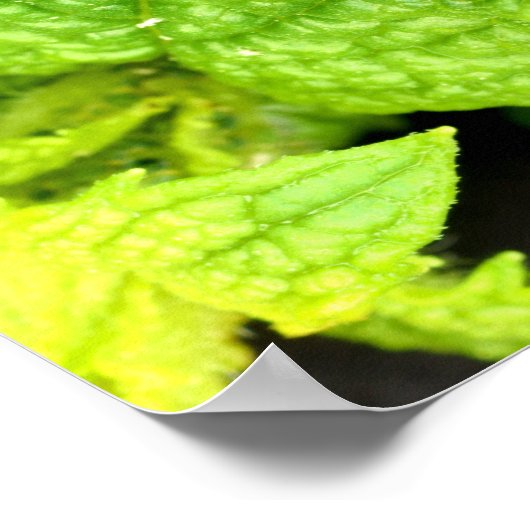 Mint Leaf poster (Hoek)