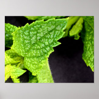 Mint Leaf poster