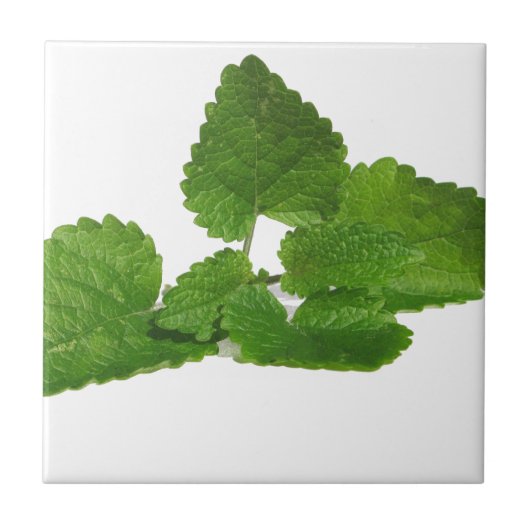 Mint Leaf Tegeltje (Voorkant)