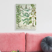 Mint: Mentha crispa Canvas Afdruk (Insitu (Woonkamer))