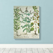 Mint: Mentha crispa Canvas Afdruk (Insitu (Houten vloer))