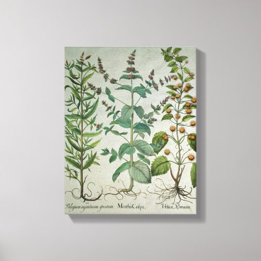 Mint: Mentha crispa Canvas Afdruk (Voorkant)