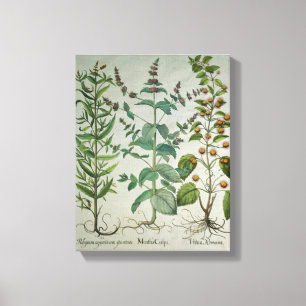 Mint: Mentha crispa Canvas Afdruk
