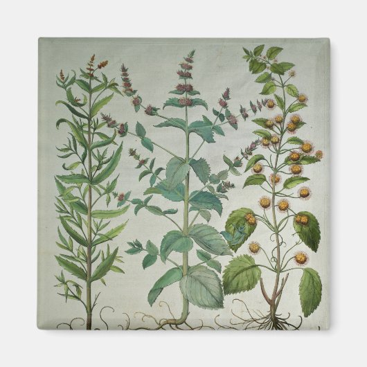 Mint: Mentha crispa Magneet (Voorkant)