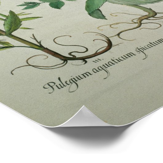 Mint: Mentha crispa Poster (Hoek)