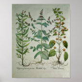 Mint: Mentha crispa Poster (Voorkant)