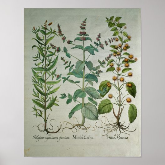 Mint: Mentha crispa Poster (Voorkant)