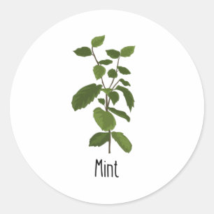 Mint Spices Herb Ronde Sticker