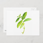 Mint waterverf Mint Briefkaart (Voorkant / Achterkant)