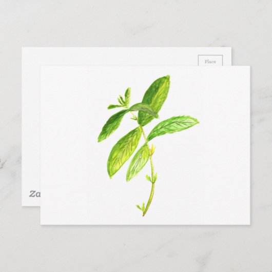 Mint waterverf Mint Briefkaart (Voorkant / Achterkant)
