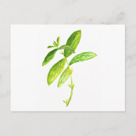 Mint waterverf Mint Briefkaart