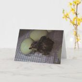 Minuten oud kaart (Gele Bloem)