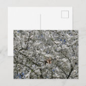 Mirabelle Blossom Briefkaart (Voorkant / Achterkant)