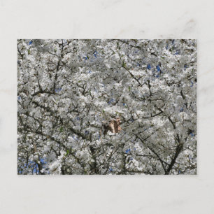 Mirabelle Blossom Briefkaart