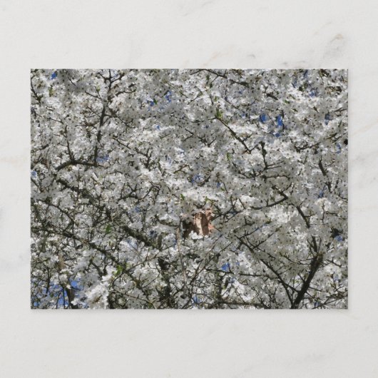 Mirabelle Blossom Briefkaart (Voorkant)