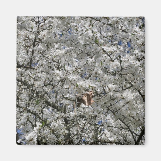 Mirabelle Blossom Fridge Magnet (Voorkant)