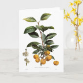 Mirabelle pruimen (Prunus x domestica var. syriaca Kaart (Gele Bloem)