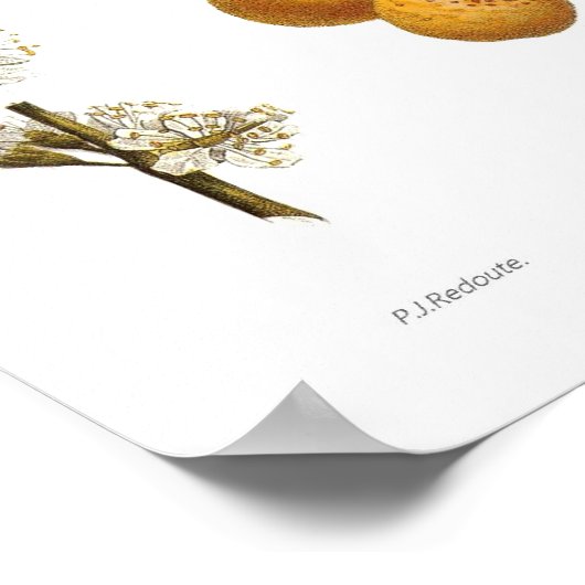 Mirabelle pruimen (Prunus x domestica var. syriaca Poster (Hoek)