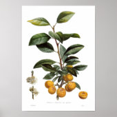 Mirabelle pruimen (Prunus x domestica var. syriaca Poster (Voorkant)