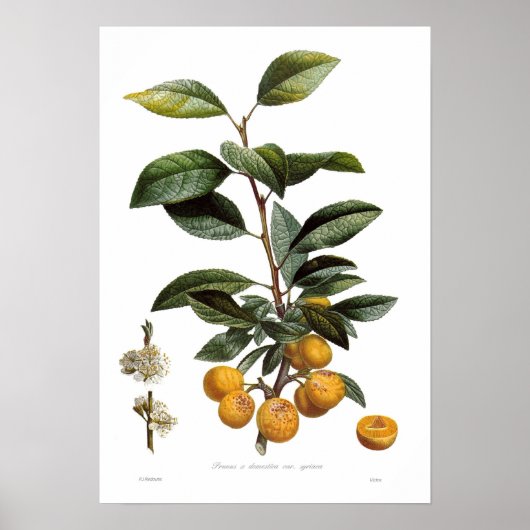 Mirabelle pruimen (Prunus x domestica var. syriaca Poster (Voorkant)