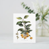 Mirabellpeper Briefkaart (Staand voorkant)