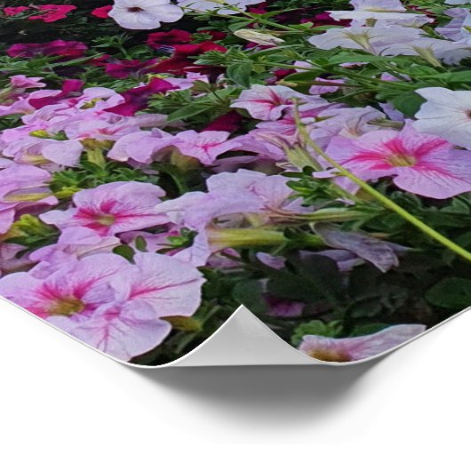 Mirakel Garden, Dubai UAE Poster (Hoek)