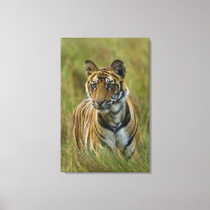 Mirchaini Cub Vrouw Tiger (Bandhavgarh, India) Canvas Afdruk