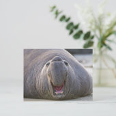 Mirorounga_angustirostris Briefkaart (Staand voorkant)