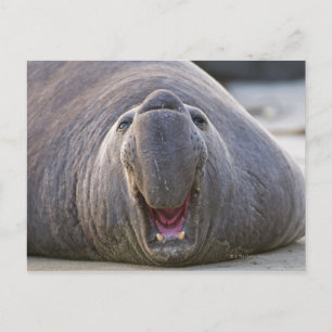 Mirorounga_angustirostris Briefkaart