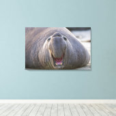 Mirorounga_angustirostris Canvas Afdruk (Insitu (Houten vloer))