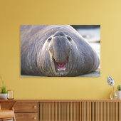 Mirorounga_angustirostris Canvas Afdruk (Insitu (Woonkamer))