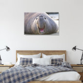Mirorounga_angustirostris Canvas Afdruk (Insitu (Slaapkamer))
