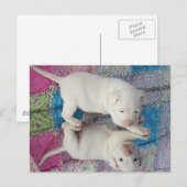 Mirror-Afbeelding Briefkaart (Voorkant / Achterkant)