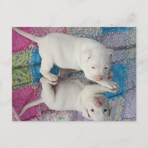 Mirror-Afbeelding Briefkaart