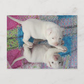 Mirror-Afbeelding Briefkaart (Voorkant)