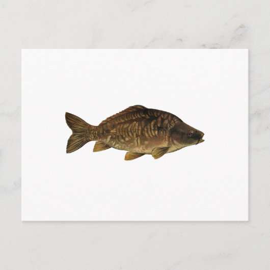 Mirror Carp Briefkaart (Voorkant)