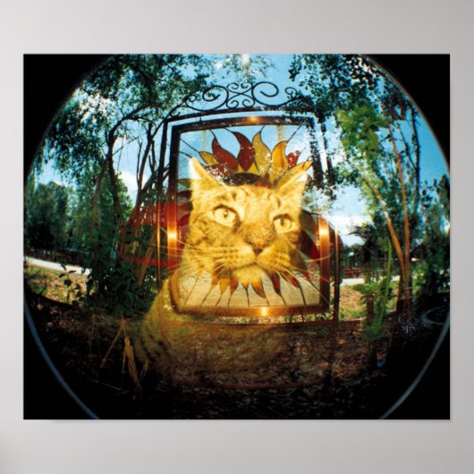 Mirror Cat Poster (Voorkant)