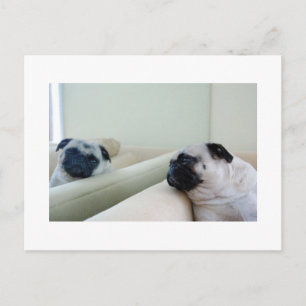 Mirror Pugs Briefkaart