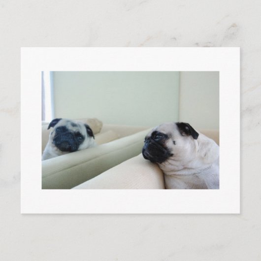 Mirror Pugs Briefkaart (Voorkant)