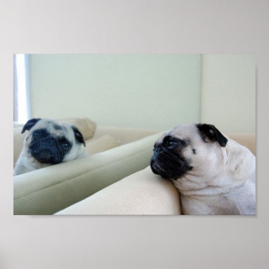 Mirror Pugs Poster (Voorkant)
