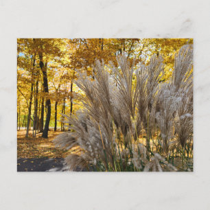 Miscanthus Maiden Grass Silver Plumes in de Herfst Briefkaart